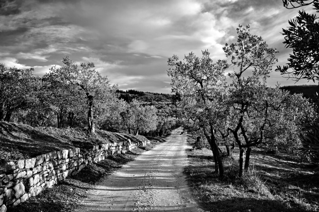dirt road, road, olives, trees, country road, nature, rural, countryside, via delle tavarnuzze, florence, tuscany, chianti, italy, monochrome